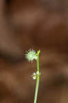 Licorice bedstraw